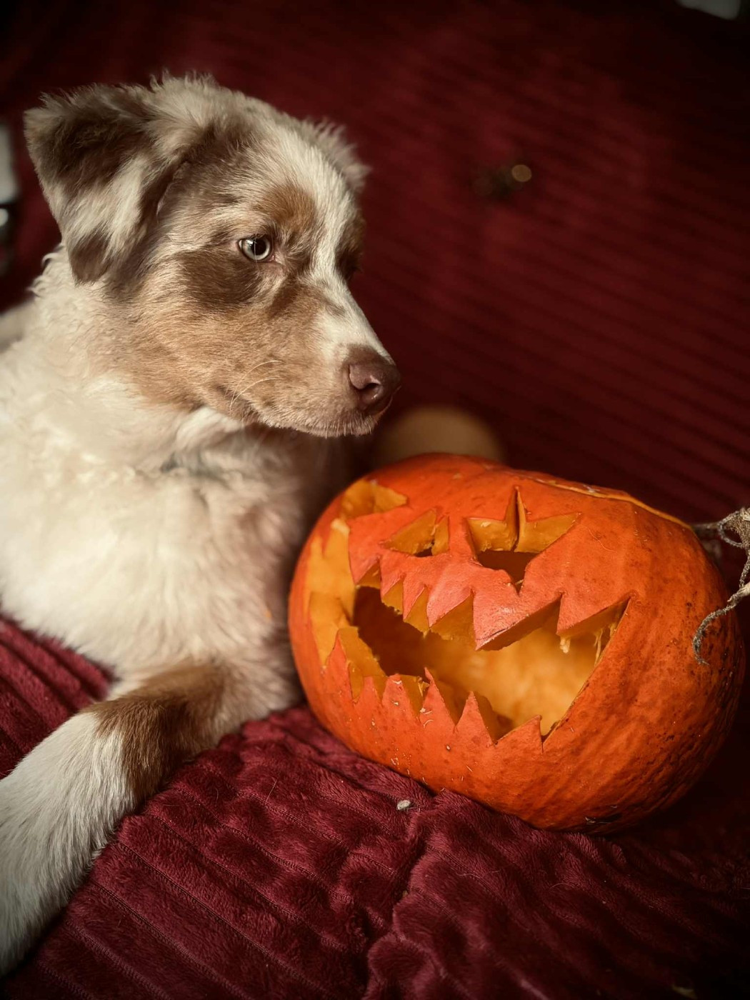 Asko Du Domaine De Nirémione