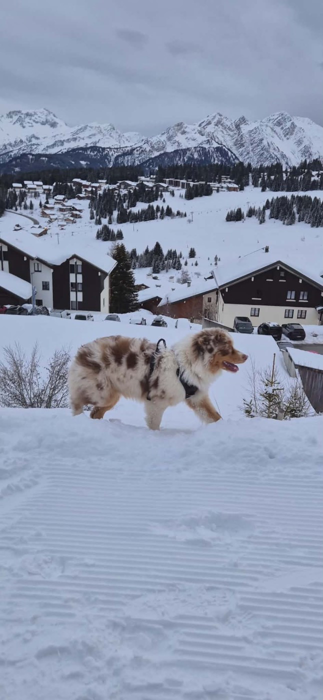 Asko Du Domaine De Nirémione