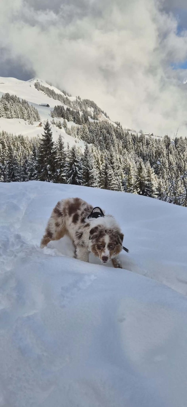 Asko Du Domaine De Nirémione