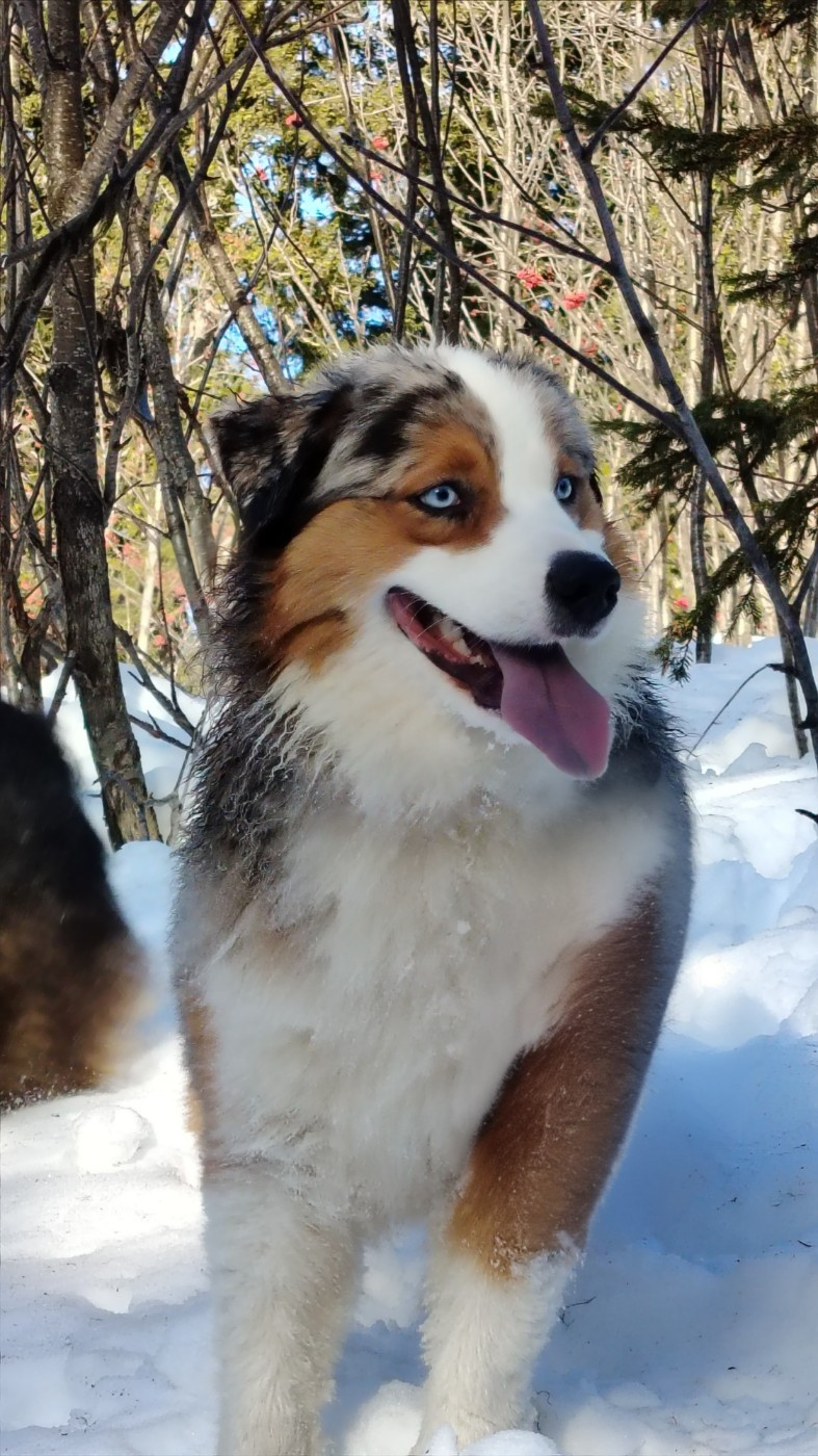 Vaïka Du Domaine De Nirémione