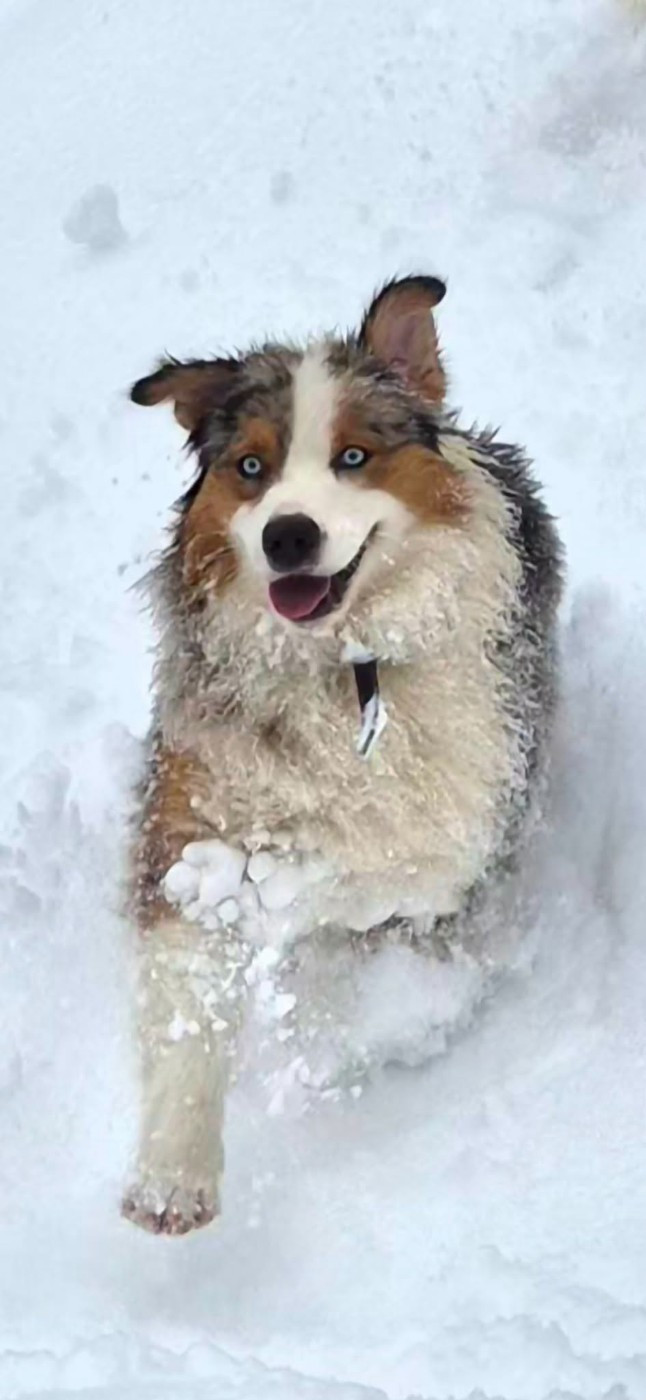 Vaïka Du Domaine De Nirémione