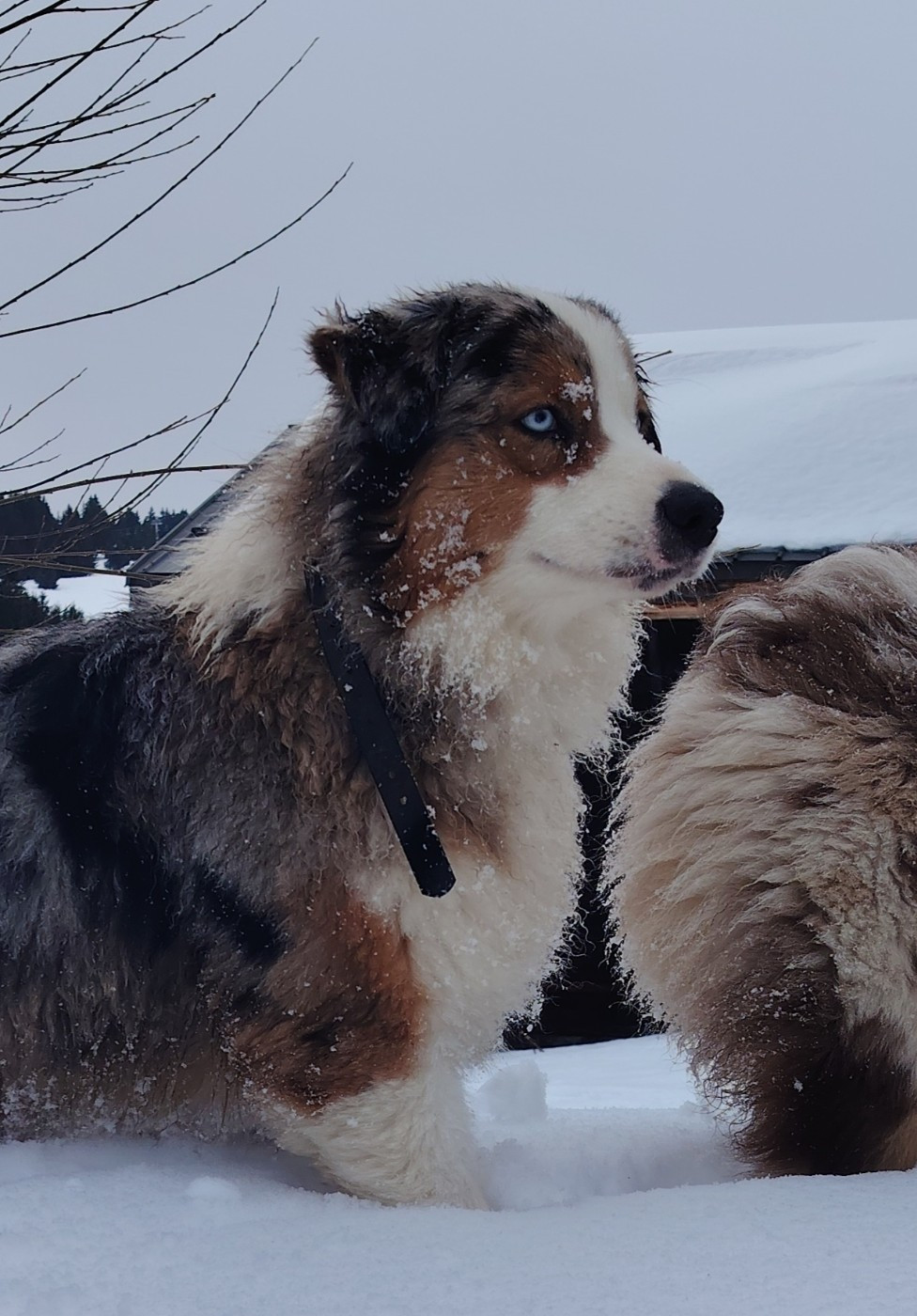 Vaïka Du Domaine De Nirémione