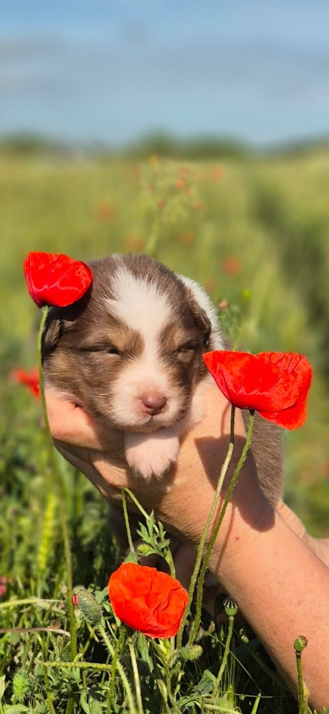 CHIOT 3 - Berger Australien