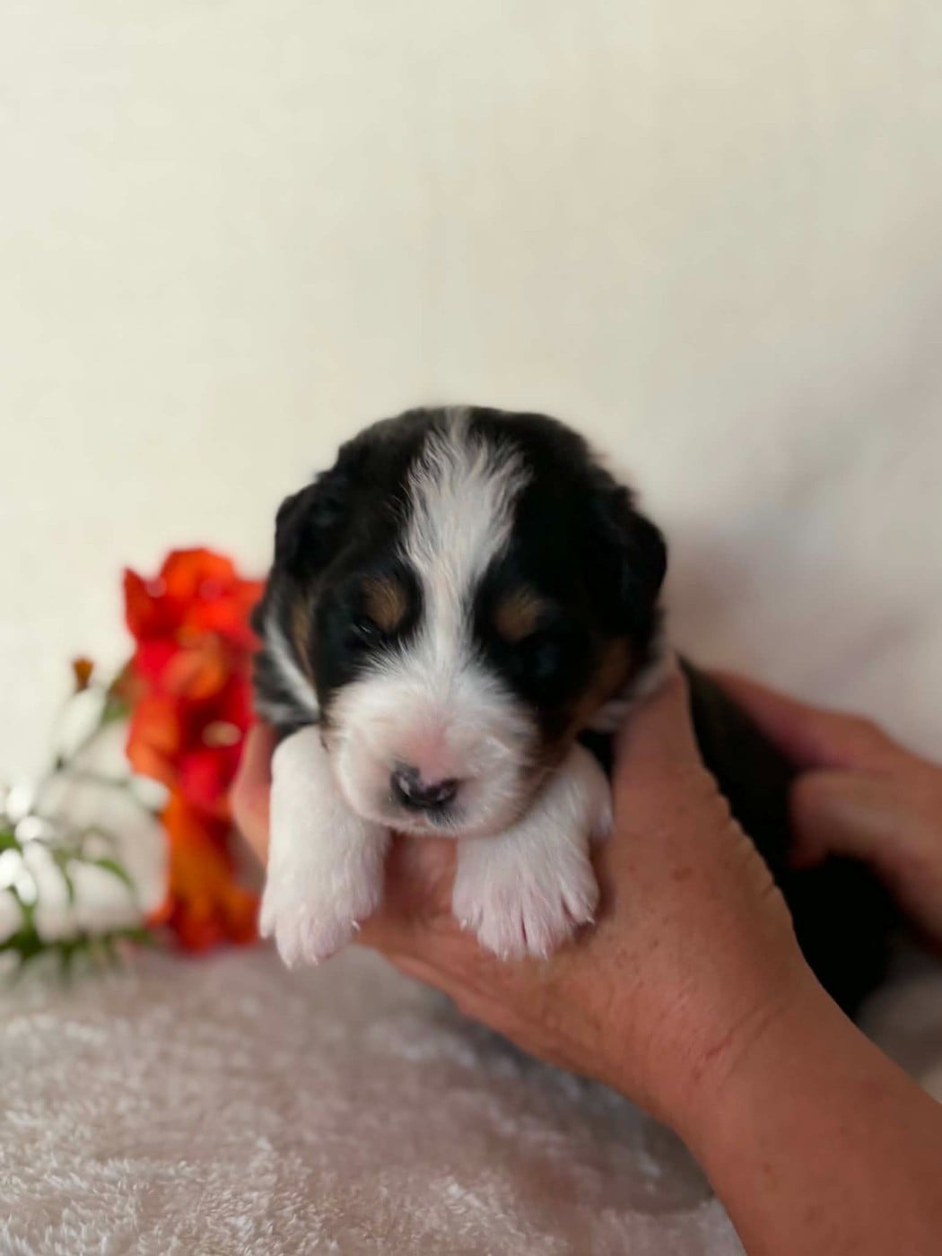 CHIOT 4