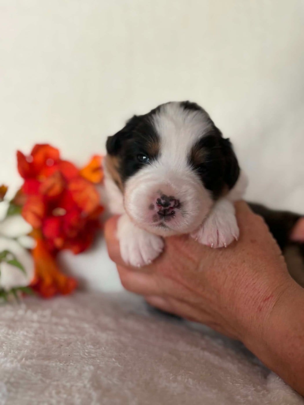 CHIOT 5