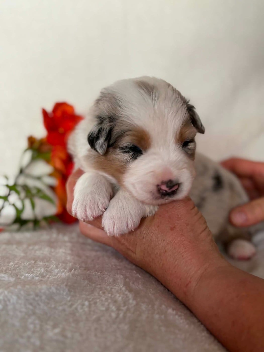 CHIOT 6