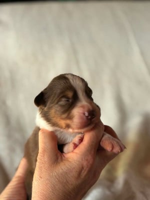 Les chiots de Berger Australien