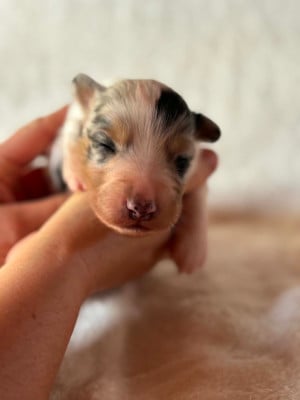 Les chiots de Berger Australien