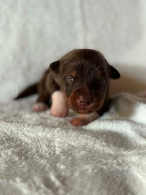 Les chiots de Berger Australien
