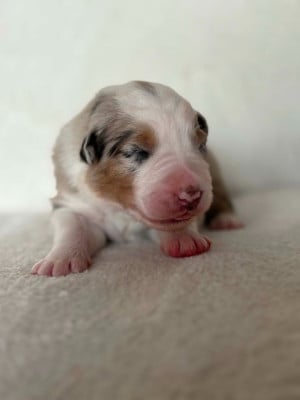 Les chiots de Berger Australien