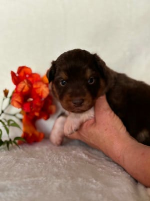 Les chiots de Berger Australien