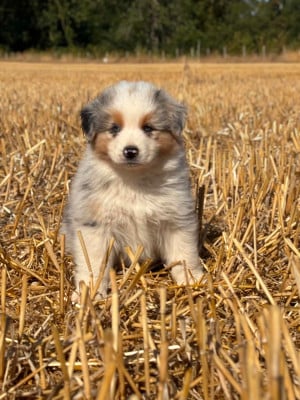 Les chiots de Berger Australien