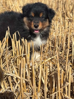 Les chiots de Berger Australien
