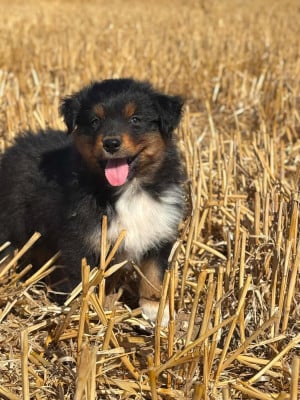Les chiots de Berger Australien