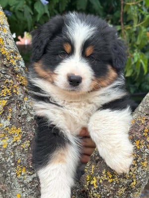 Les chiots de Berger Australien