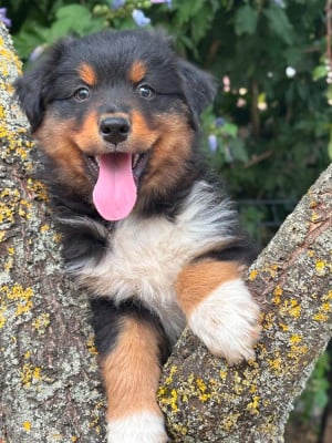 Les chiots de Berger Australien