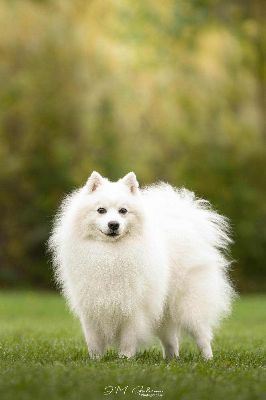 CH. patome Wonderful kazuhiko