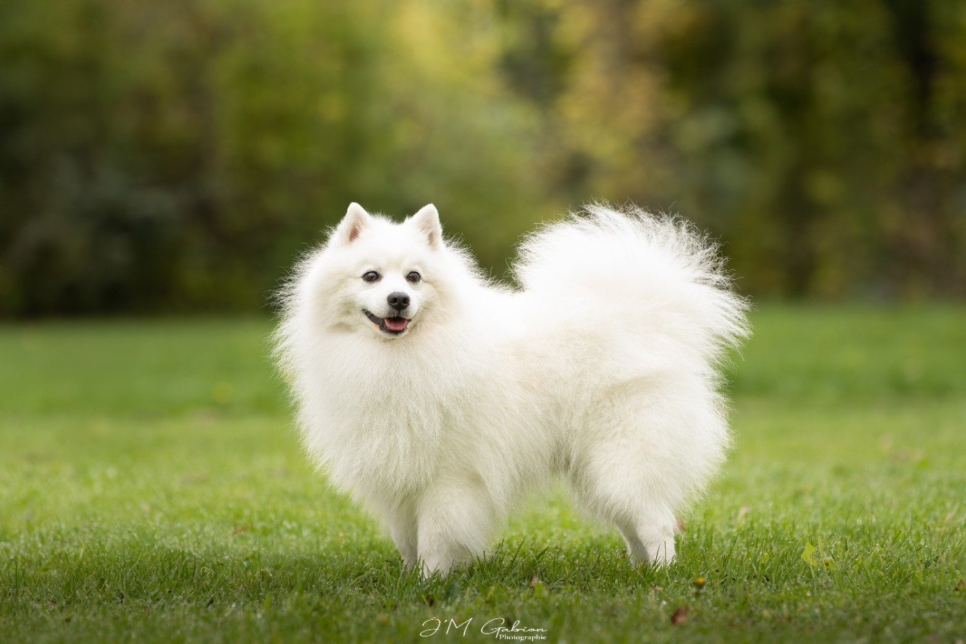 CH. patome Wonderful kazuhiko