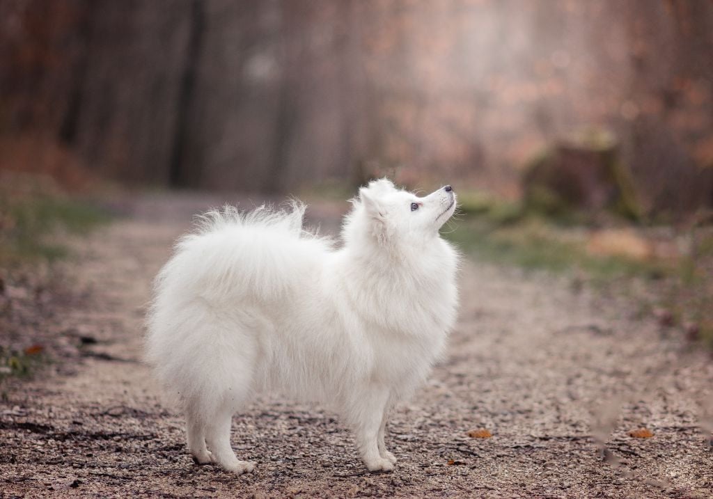 CH. Tina Du Temple Des Spitz