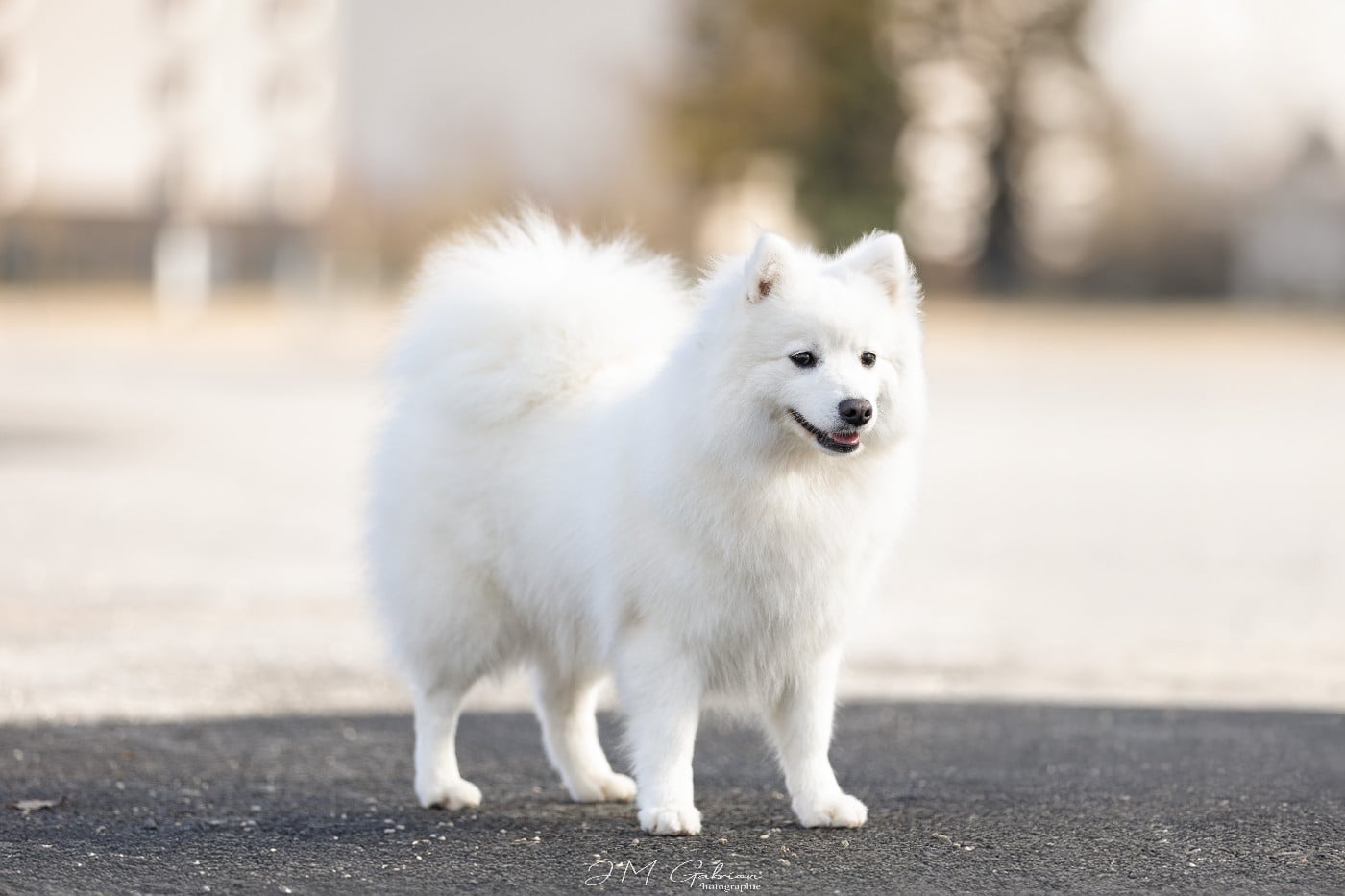 CH. snöslottets Zendaya maree