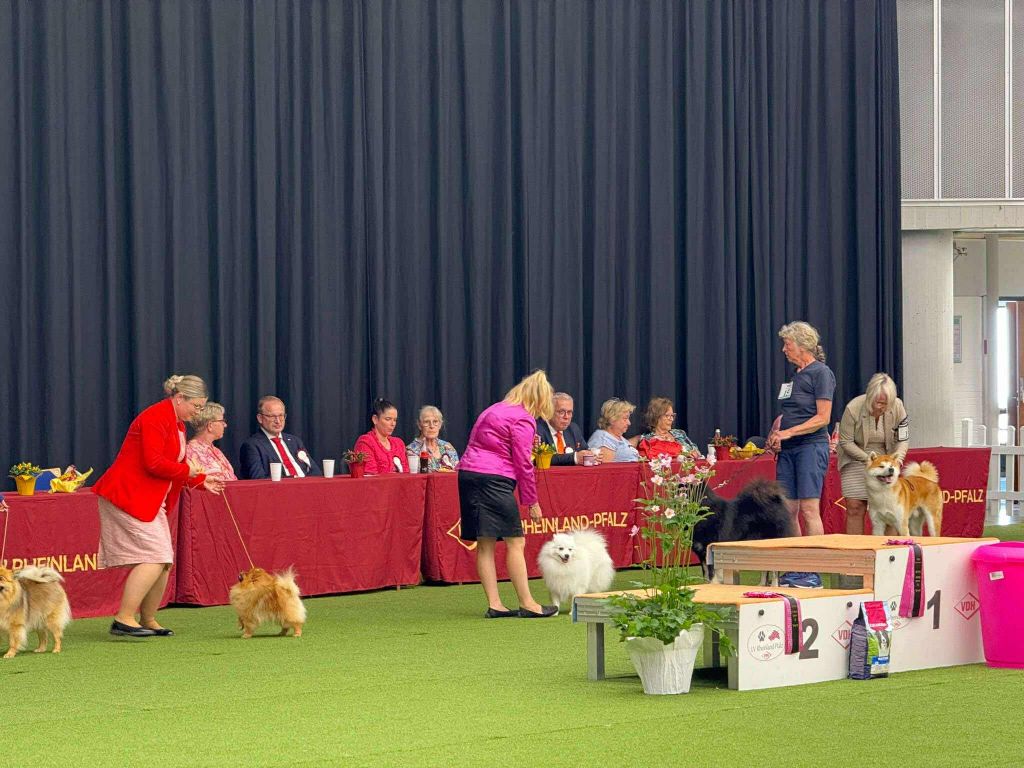 CH. patome Wonderful kazuhiko - 1er excellent, CAC (VDH), CACIB, BOB (Meilleur de race) (classe ouverte)