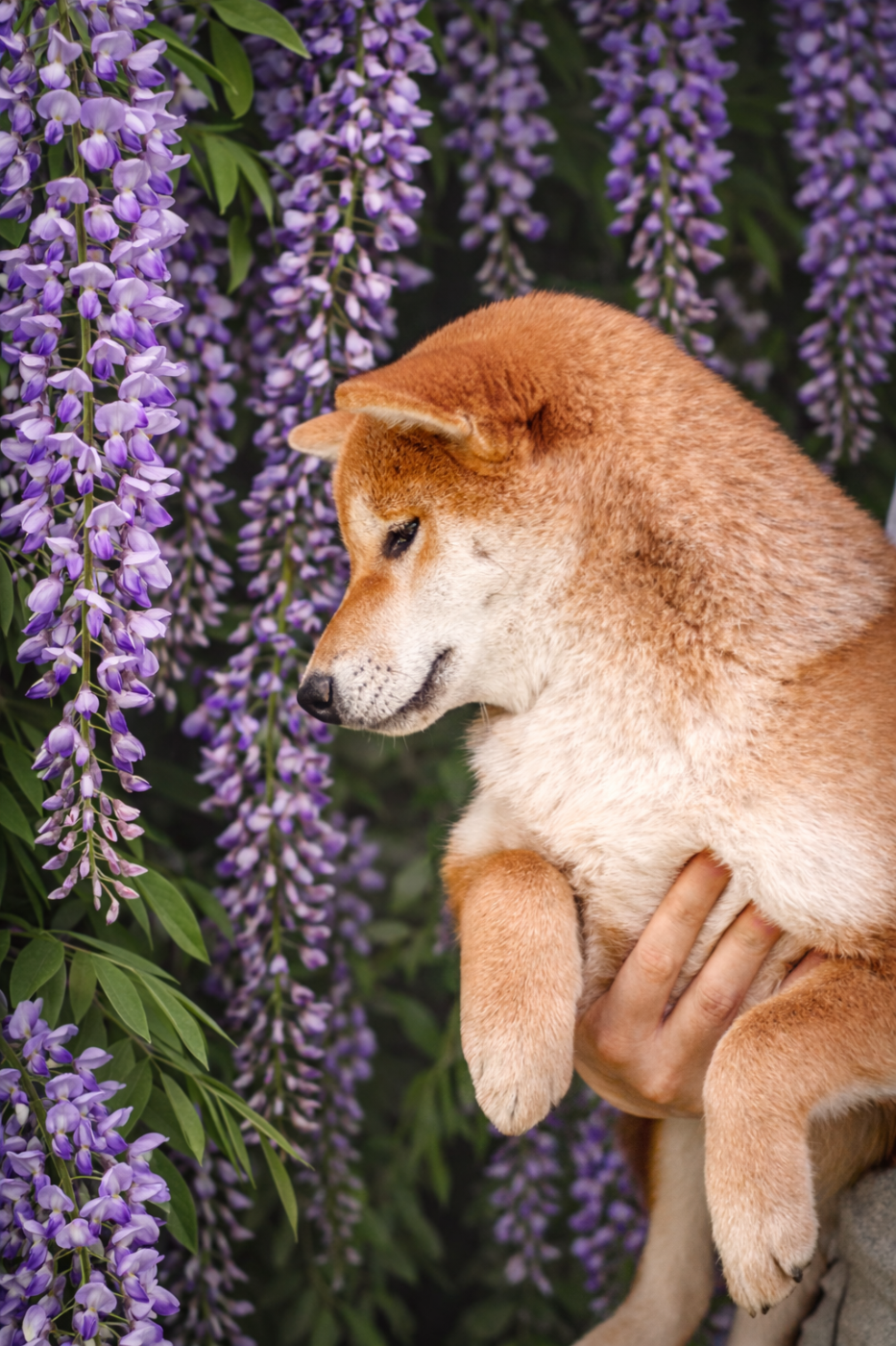 Shiba - Go Gin No Tamashii