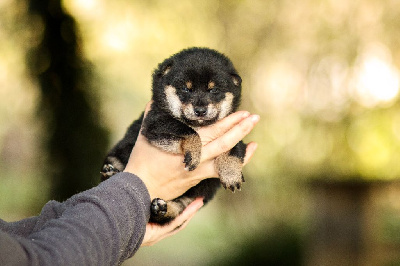 Les chiots de Shiba