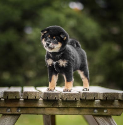 Les chiots de Shiba