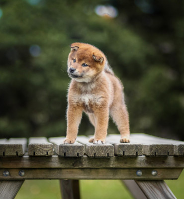 Les chiots de Shiba