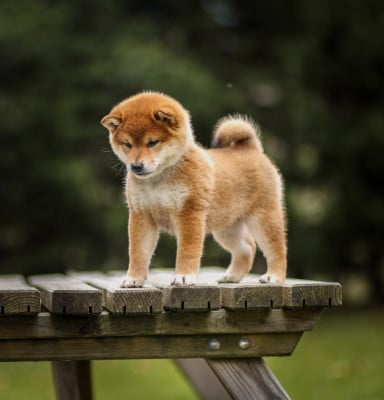 Les chiots de Shiba