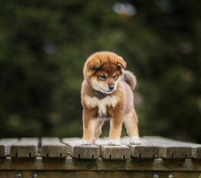 Les chiots de Shiba