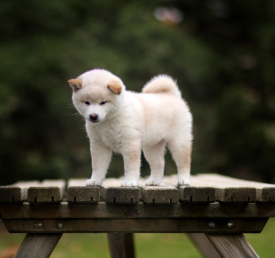 Les chiots de Shiba