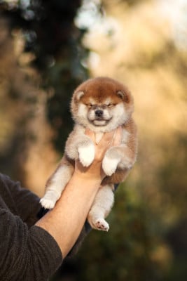 Shiba