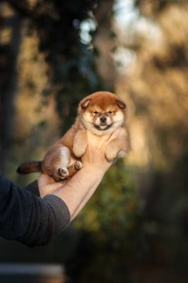 Les chiots de Shiba
