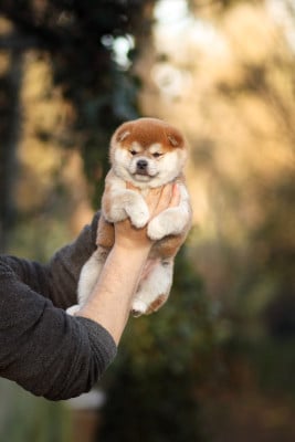 Les chiots de Shiba