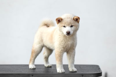 Les chiots de Shiba
