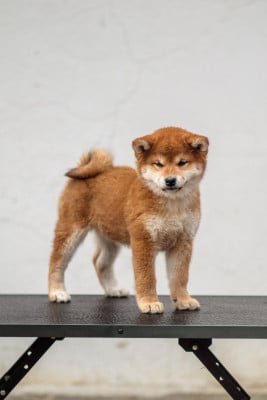 Les chiots de Shiba