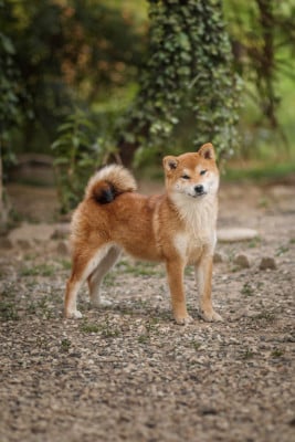 Les chiots de Shiba