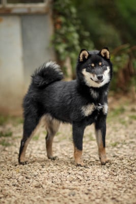 Les chiots de Shiba