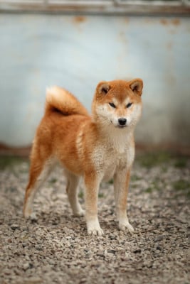 Shiba