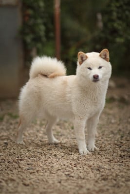Les chiots de Shiba