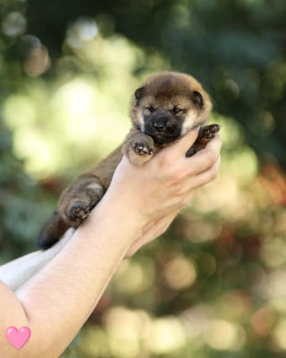 Les chiots de Shiba