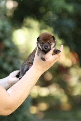 Les chiots de Shiba