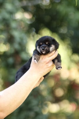 Les chiots de Shiba