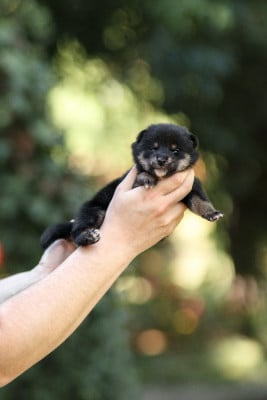 Les chiots de Shiba