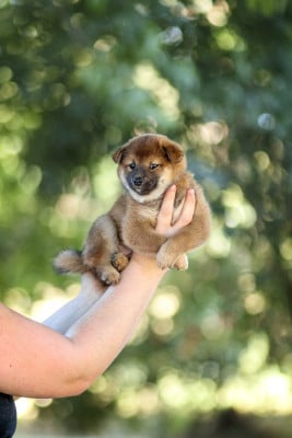 Les chiots de Shiba