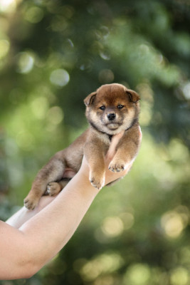 Les chiots de Shiba