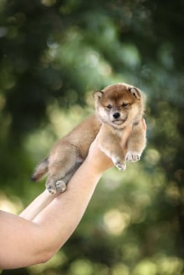 Les chiots de Shiba