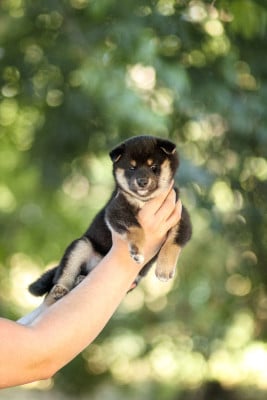 Les chiots de Shiba