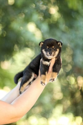 Les chiots de Shiba
